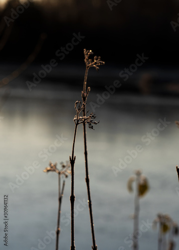 Close up of the seed heads