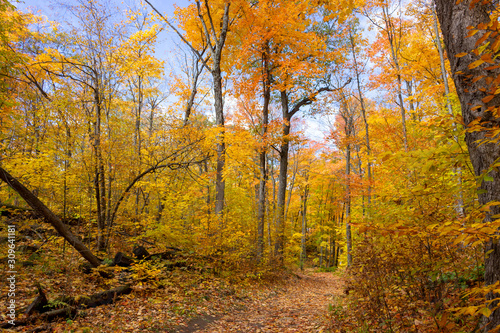 forest during the autumn gatineau park quebec canada