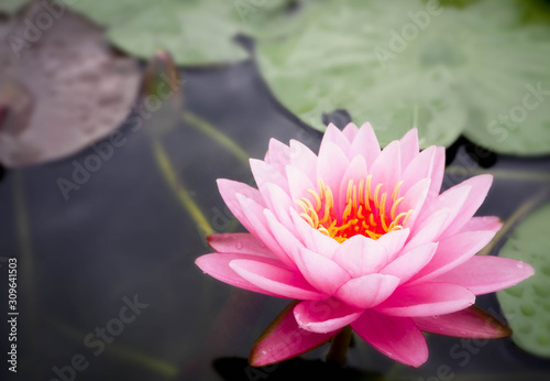 Beautiful lotus flower  lily water