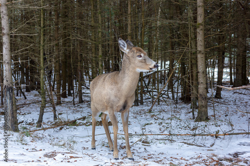 portrait of small young deer during the winter