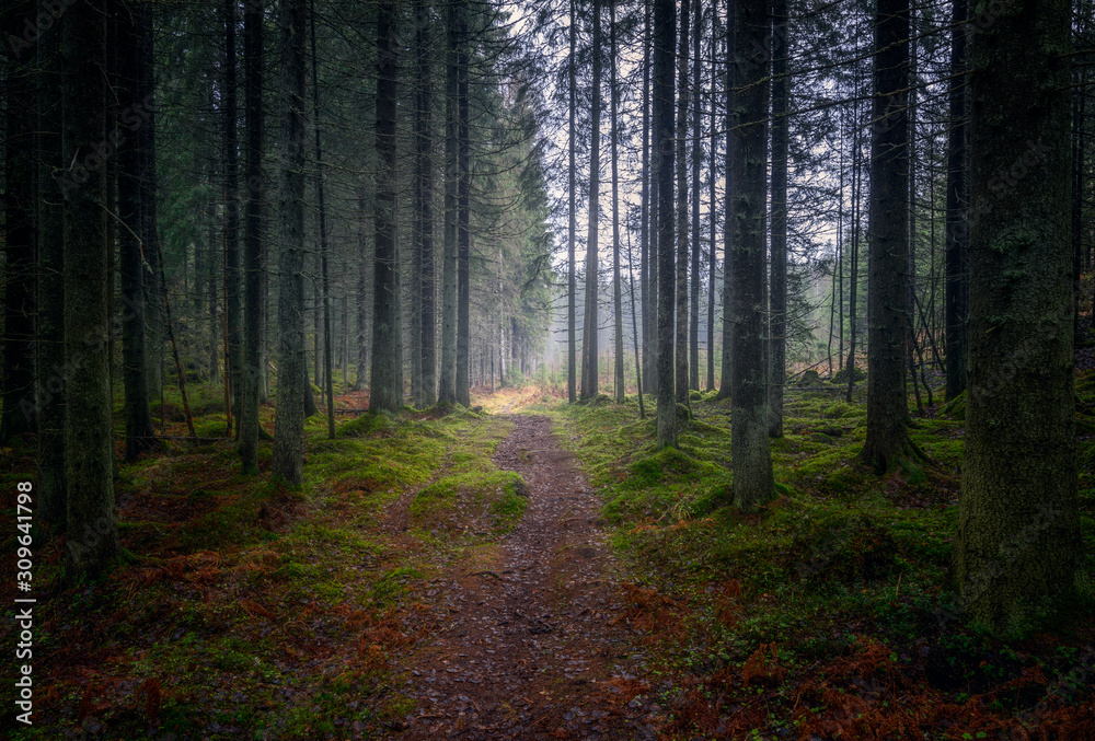 Fototapeta premium Dark and gloomy forest path with beautiful old trees and misty mood at autumn day in Finland