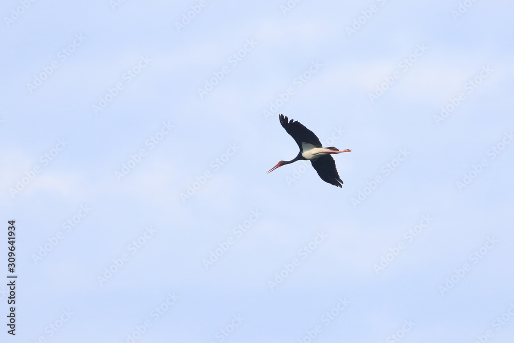 Obraz premium black stork