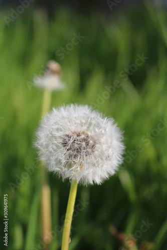 dandelion on green background of grass