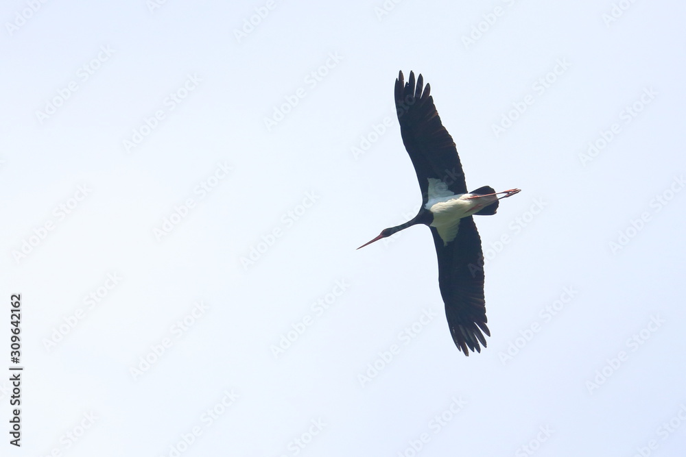 Obraz premium black stork