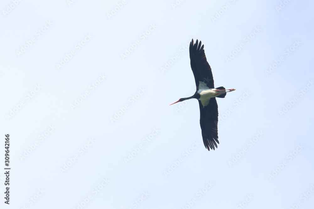 Obraz premium black stork