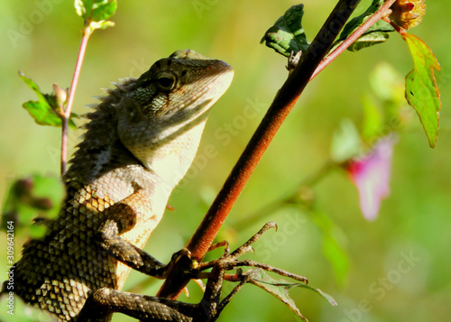 Lizard, Matara, Sri Lanka photo