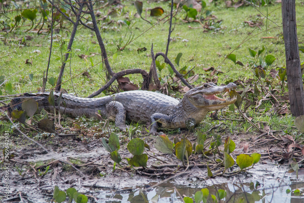 Yacare caiman in the Pantanal, Brazil, South America Yacare caiman in the Pantanal, Brazil, South America