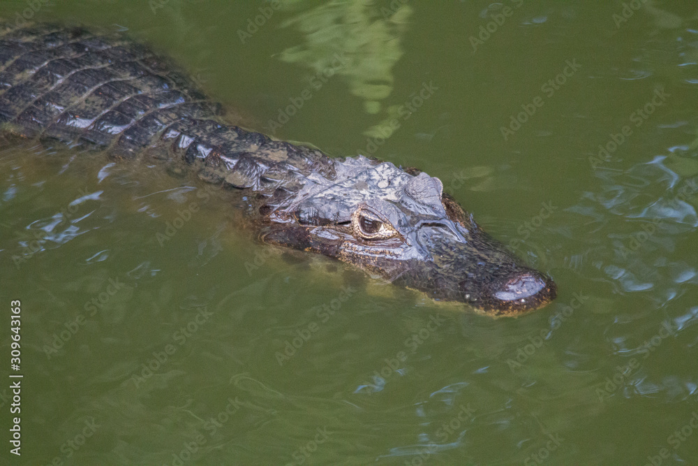 Yacare caiman in the Pantanal, Brazil, South America Yacare caiman in the Pantanal, Brazil, South America