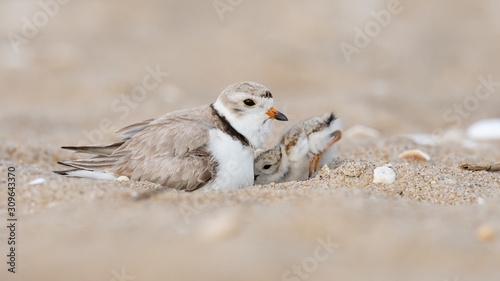 Valokuva A hatchling Piping Plover seeks shelter under its mother.