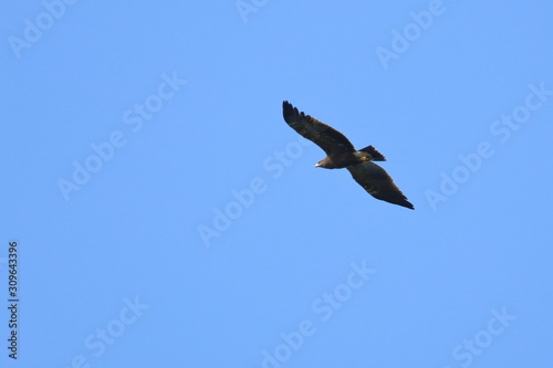 honey buzzard