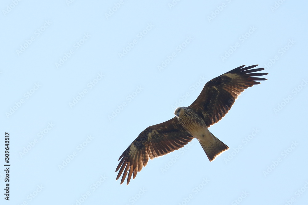 Fototapeta premium black kite