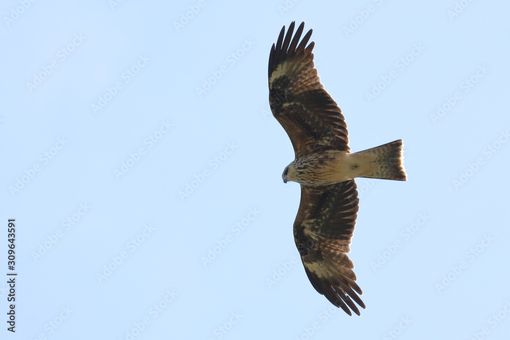 Obraz premium black kite