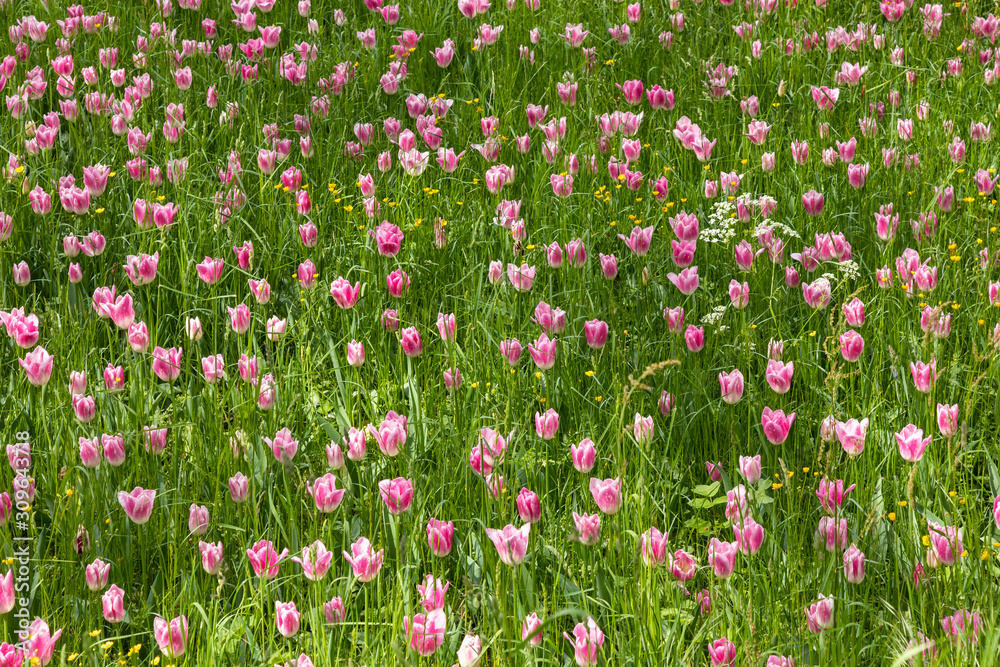 Fototapeta premium Colourful tulips in spring