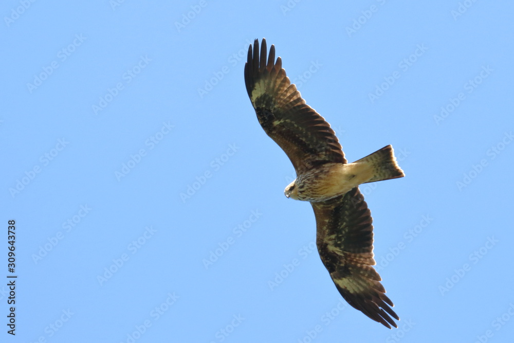 Obraz premium black kite