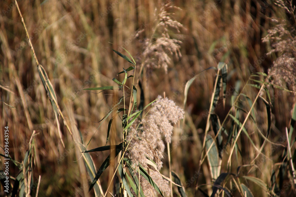 Gräser unberührte Natur