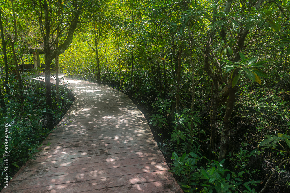 Abundance of mangrove forest in Thailand Abundance of mangrove forest in Thailand