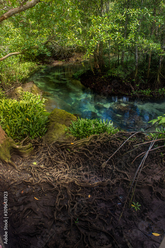 Abundance of mangrove forest in Thailand