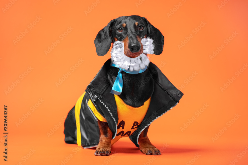 Cute little dachshund dressed in biker jacket with blue ribbon on neck, false mustache or beard, sitting on bright orange background. Prostate cancer awareness, movember men health international day.
