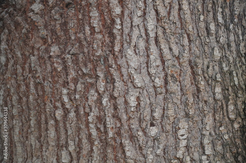 Particolare di corteccia di un albero molto vecchio in un parco cittadino