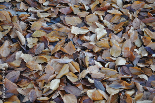 Tappeto di foglie multicolori in autunno