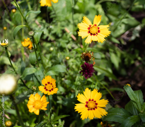 M  dchenaugen  Coreopsis   auch Sch  ngesicht genannt