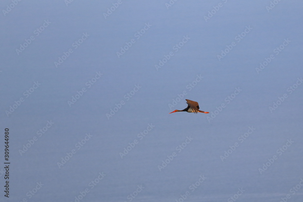 Fototapeta premium black stork