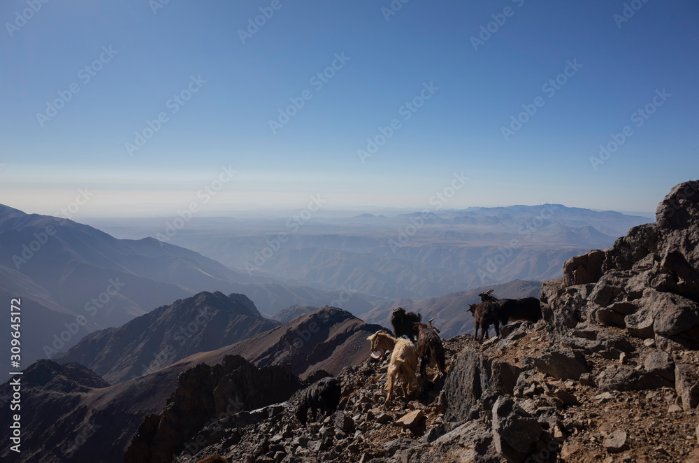 goats in the Toubkal mountain 2 goats in the Toubkal mountain 2