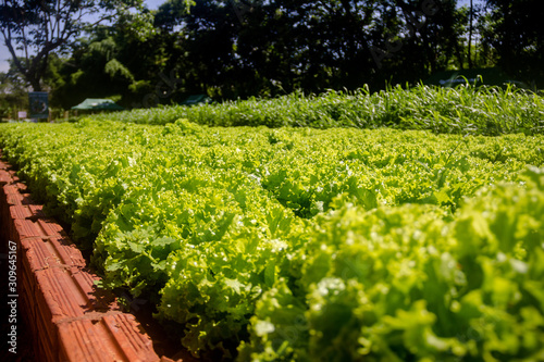 Lettuce garden grown on the farm - Organic plantation without pesticide