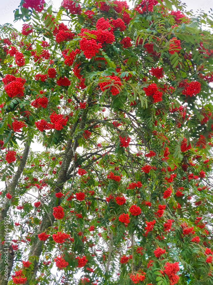 Bunches of red rowan on a tree Bunches of red rowan on a tree