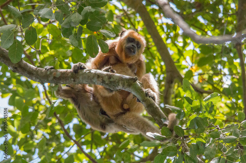 Photography Black and gold howler monkey in the tree, Pantanal, Brazil, South America