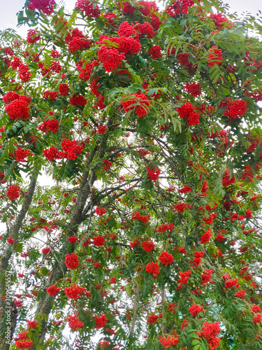 Bunches of red rowan on a tree