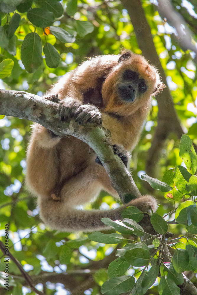 Fototapeta premium Black and gold howler monkey in the tree, Pantanal, Brazil, South America