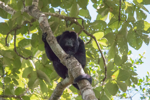 Canvas Print Black and gold howler monkey in the tree, Pantanal, Brazil, South America