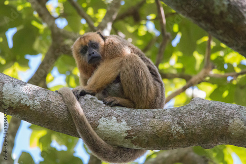 Black and gold howler monkey in the tree, Pantanal, Brazil, South America