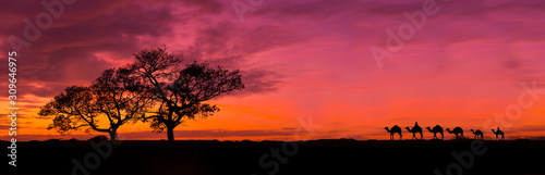 Amazing sunset and sunrise.Panorama silhouette tree in africa with sunset.Tree silhouetted against a setting sun.Dark tree on open field dramatic sunrise.Safari theme.Giraffes , Lion , Rhino.