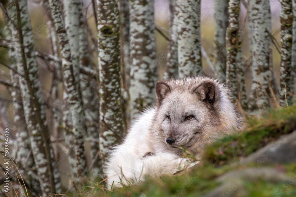Arctic fox, Vulpes lagopus, laying down on grass with birch tree background in full white winter moult during December, winter. Arctic fox, Vulpes lagopus, laying down on grass with birch tree background in full white winter moult during December, winter.