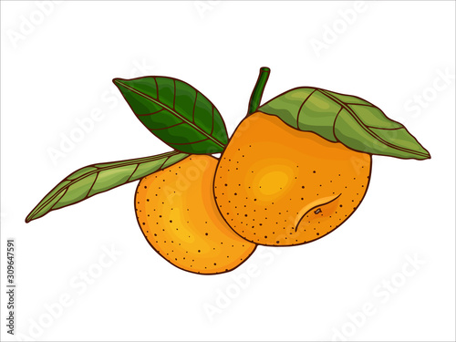 Two mandarins (oranges, clementine, tangerine) with leaves on a branch. Fresh citrus fruits. Hand drawn sketch. Color vector illustration isolated on a white background. Colorful elements for design.