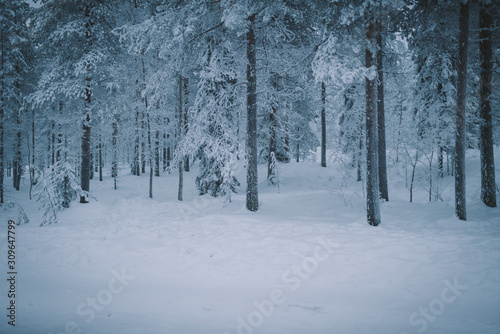 White snow plain and forest, rural road in northern Finland in winter