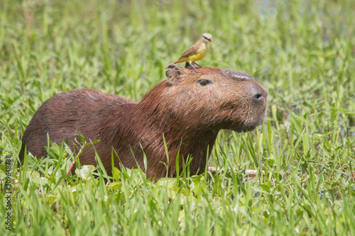 Capybara with a bird on the head in the Pantanal, Brazil, South America