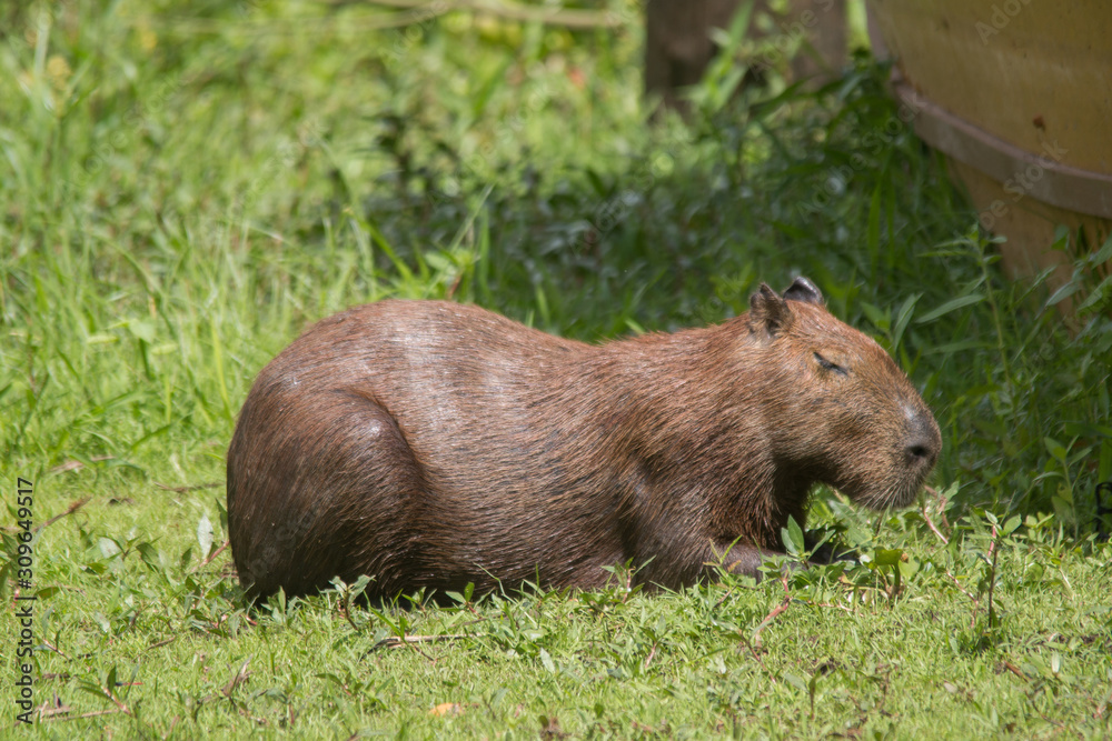 Fototapeta premium Capybara in the Pantanal, Brazil, South America