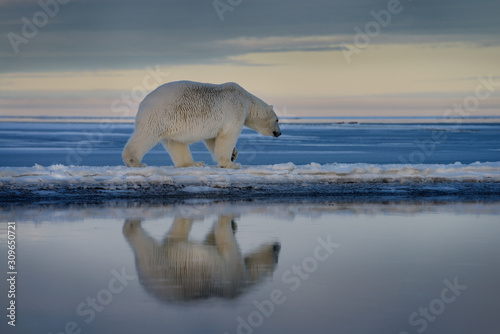 Polar bear walking on spit of snow covered Barter Island with reflection in wate Fototapet