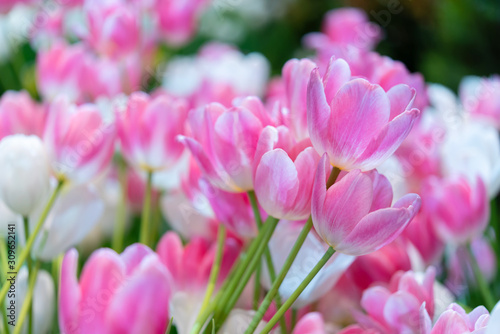pink and white tulip , group of fresh tulips flower © kwanchaift