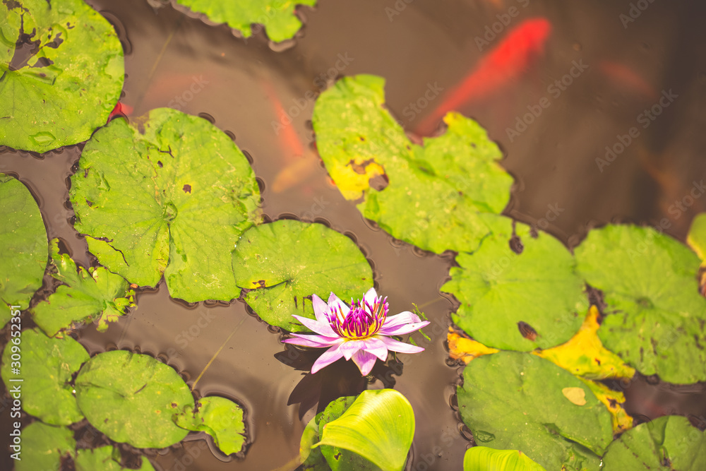 Pink water lily flower background. Pink water lily flower background.