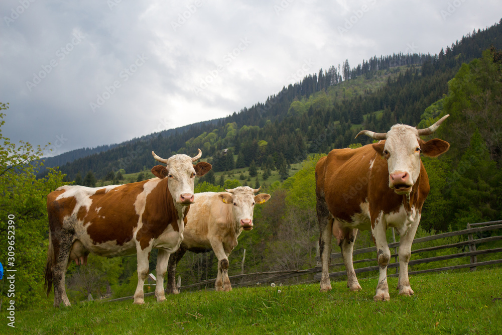 Cows in Apuseni Mountains Romania