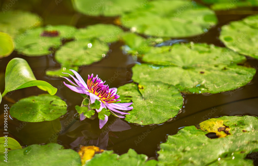 Pink water lily flower background. Pink water lily flower background.
