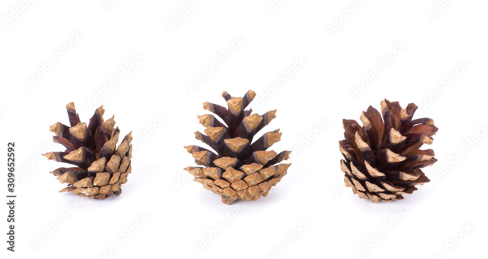 Pine cones isolated on white background closeup Pine cones isolated on white background closeup