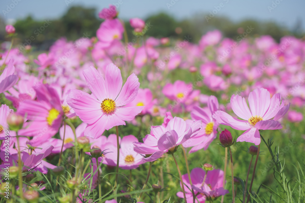 pink cosmos flower blooming in spring season , sweet tone pink cosmos flower blooming in spring season , sweet tone