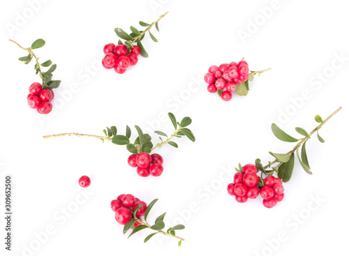 Fresh red berry  hand-picked forest Cowberry isolated on white background  macro shot