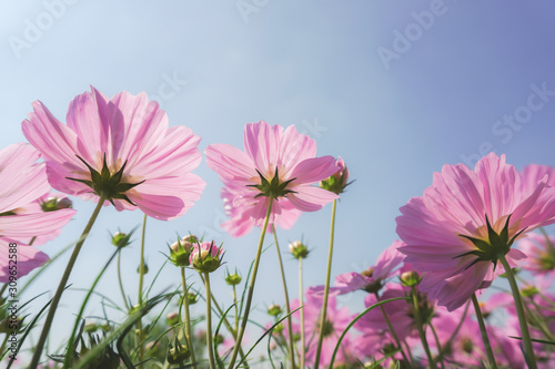 pink cosmos flower blooming in spring season   sweet tone