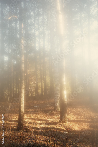 Misty morning in the autumn forest. The sun's rays weakly pierce dense fog.